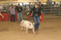Market Swine Class 7