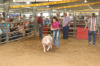 Market Swine Class 5