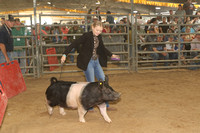 Market Swine Class 6