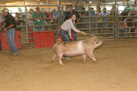 Market Swine Class 9