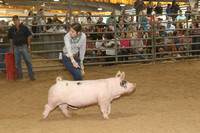 Market Swine Class 8