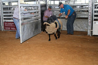Mutton Bustin' 250 to end